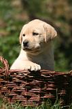 LABRADOR 1214